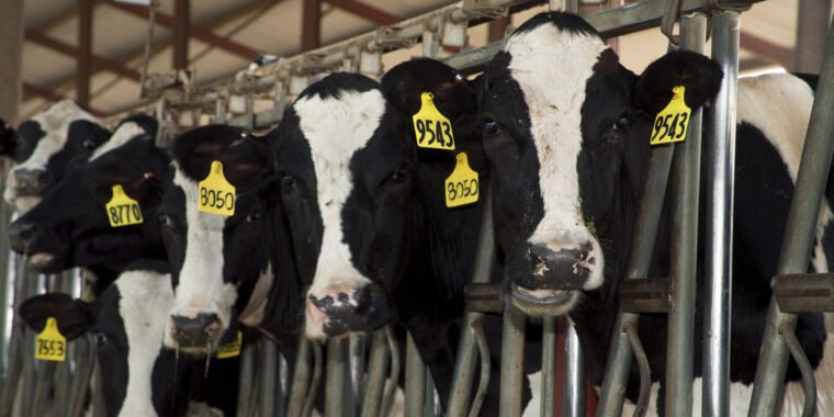 Nous ne comprenons toujours pas comment un humain a apparemment contracté la grippe aviaire à cause d’une vache