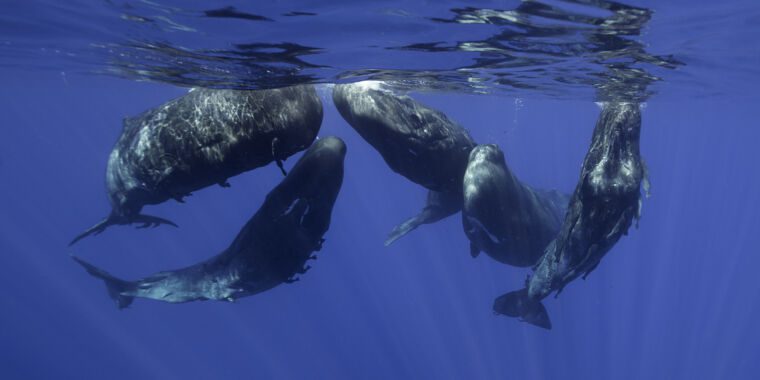 Les chants des baleines ont des caractéristiques linguistiques, mais les baleines peuvent ne pas parler