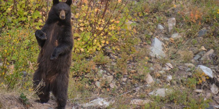 Une famille atteinte de rares vers du cerveau après avoir mangé un ours pas assez cuit