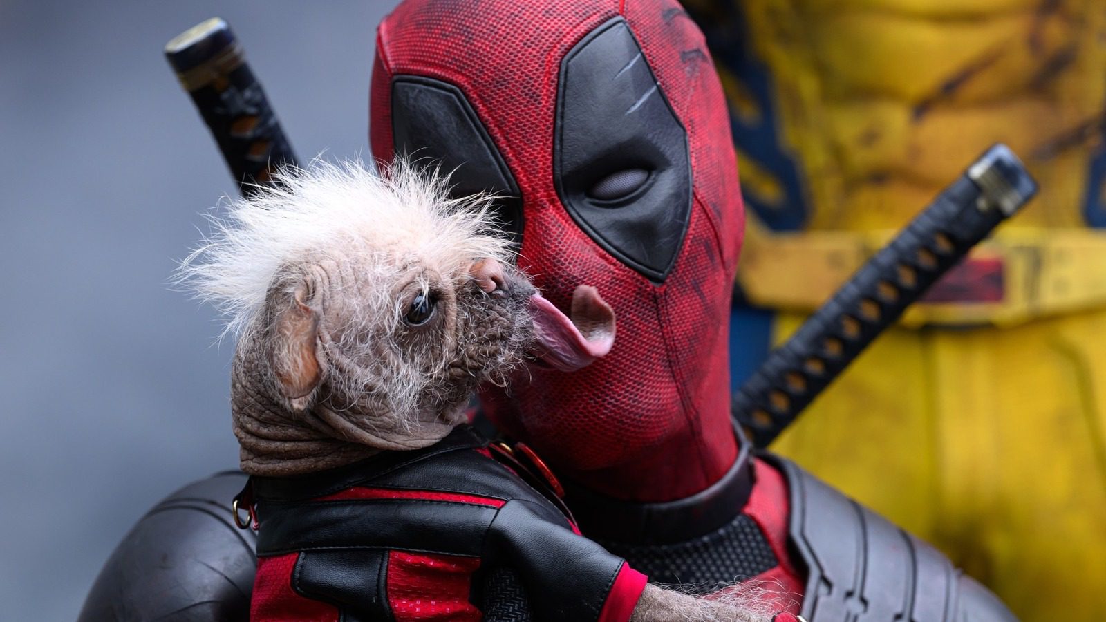 L'animal de compagnie bien-aimé de Deadpool, Dogpool, est joué par le chien le plus laid de Grande-Bretagne
