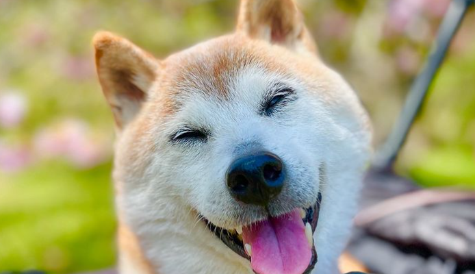 Doge - Shiba Inu Kabosu