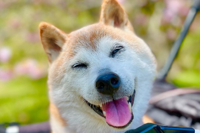 Doge - Shiba Inu Kabosu