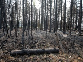 Des arbres brûlés endommagés par de récents incendies de forêt sont visibles à Drayton Valley, en Alberta.  le mercredi 17 mai 2023.