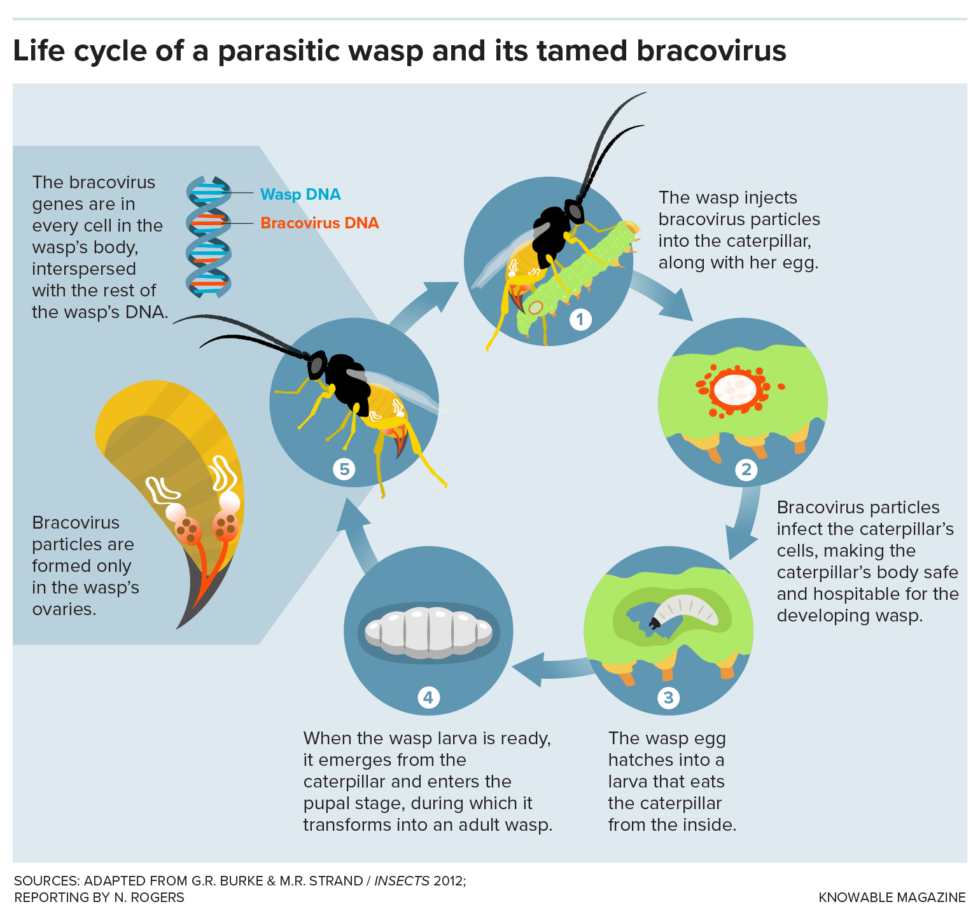 Voici les étapes de la vie d’une guêpe parasite hébergeant un bracovirus.
