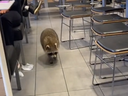 Capture d'écran d'une vidéo publiée sur TikTok d'un raton laveur dans un McDonald's de Scarborough.