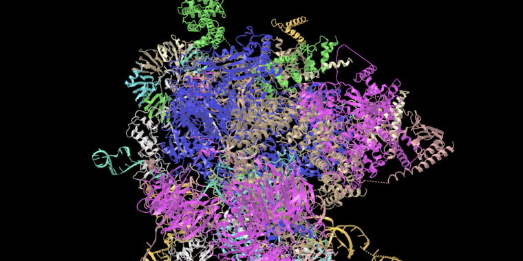 Mutations dans un gène non codant associées à la déficience intellectuelle