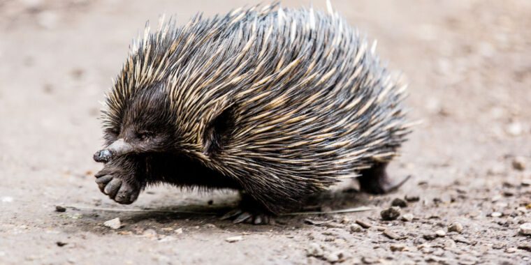 D’étranges mammifères pondeurs régnaient autrefois sur l’Australie, puis ont perdu leurs dents