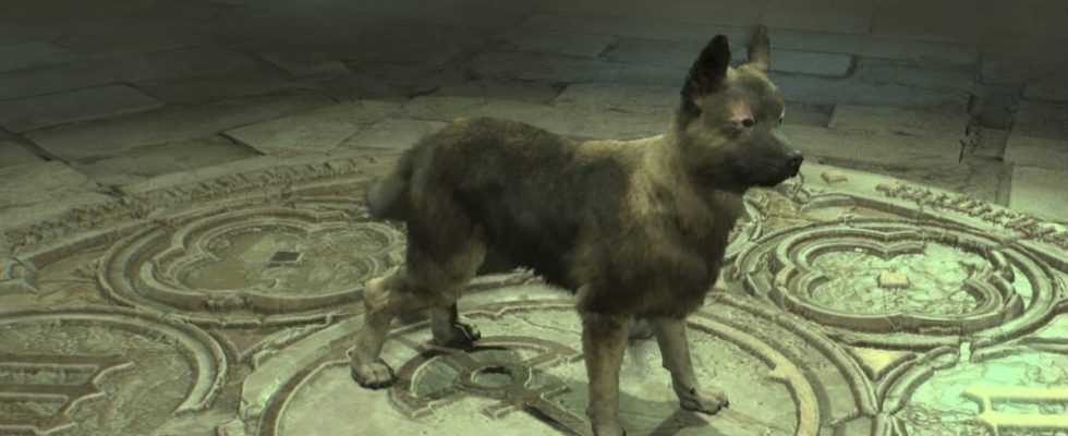 Comment réclamer votre chien gratuit dans Diablo 4