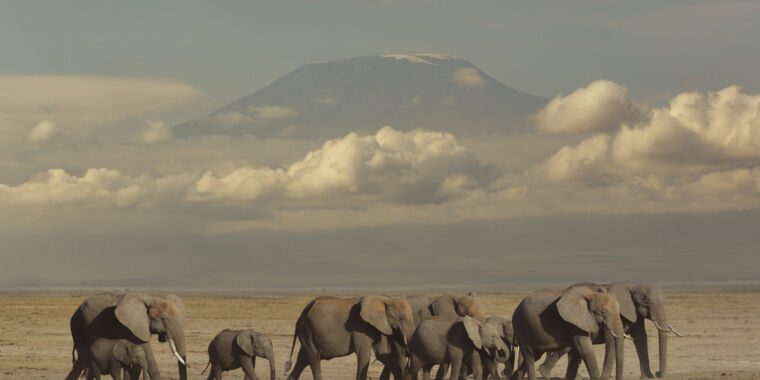 Les éléphants peuvent se désigner par leur nom