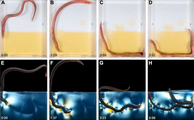 Séquences de fouilles pour une myxine creusant dans de la gélatine transparente.