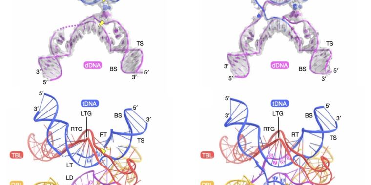 Le parasite bactérien basé sur l’ADN utilise une toute nouvelle méthode d’édition de l’ADN