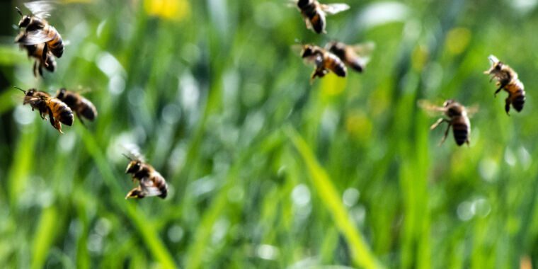 Un homme souffre d’une rare piqûre d’abeille directement dans le globe oculaire – ça ne s’est pas bien passé