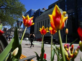 Les économistes s'attendent à un léger ralentissement de l'inflation le mois dernier, ce qui serait un autre bon signe pour la Banque du Canada alors qu'elle publie ce matin son rapport sur l'indice des prix à la consommation pour le mois de mai.  Les tulipes fleurissent alors que les gens longent la rue Wellington et passent devant la Banque du Canada à Ottawa, le lundi 6 mai 2024.