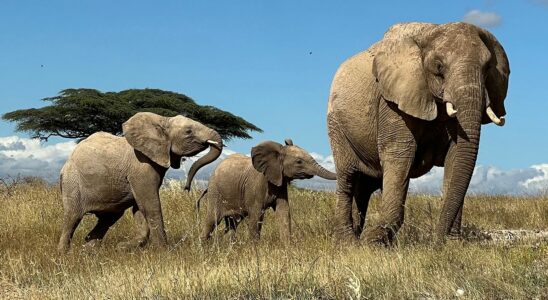 Les éléphants d'Afrique peuvent avoir des noms uniques pour chaque membre de la famille, tout comme les humains