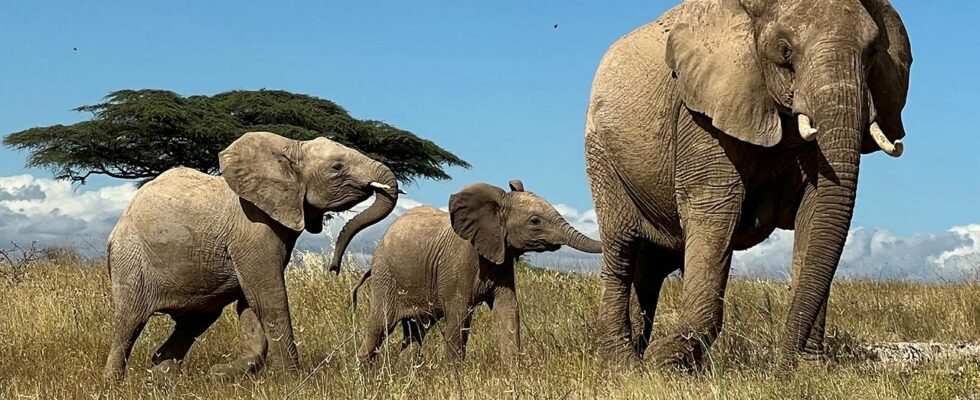 Les éléphants d'Afrique peuvent avoir des noms uniques pour chaque membre de la famille, tout comme les humains