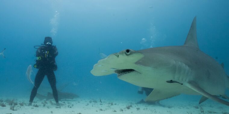 Un ultra-athlète affronte les requins les plus redoutables du monde