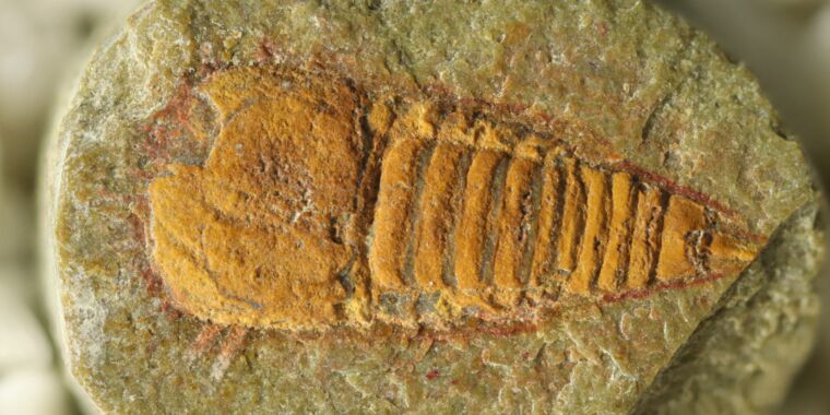 Un fossile vieux de 500 millions d’années est la branche la plus ancienne de la lignée de l’araignée