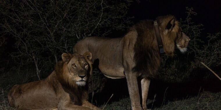 Des frères lions en quête de partenaires viennent d’établir un record de nage la plus longue connue