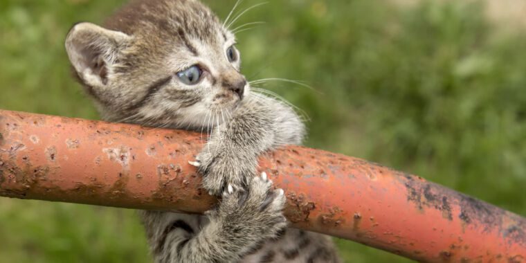 Les animaux utilisent-ils la physique ? Comptons les différentes façons dont ils le font