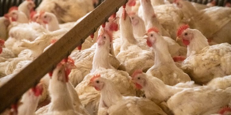 Cinq personnes infectées par la grippe aviaire, qui semble se transmettre des vaches aux poulets puis aux humains