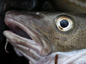 Le syndicat représentant les pêcheurs côtiers de Terre-Neuve-et-Labrador demande au gouvernement fédéral de revenir sur sa décision de la semaine dernière de rouvrir la pêche commerciale à la morue du Nord pour la première fois depuis plus de 30 ans. Une morue est vue sur un chalutier au large de Hampton Beach, dans le New Hampshire, sur une photo d'archives.