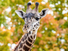 Le zoo de Toronto partage les détails de la mort d’une jeune girafe