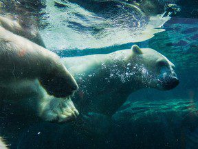 L’ours polaire de Baffin meurt après avoir échoué à faire surface dans une piscine du zoo de Calgary