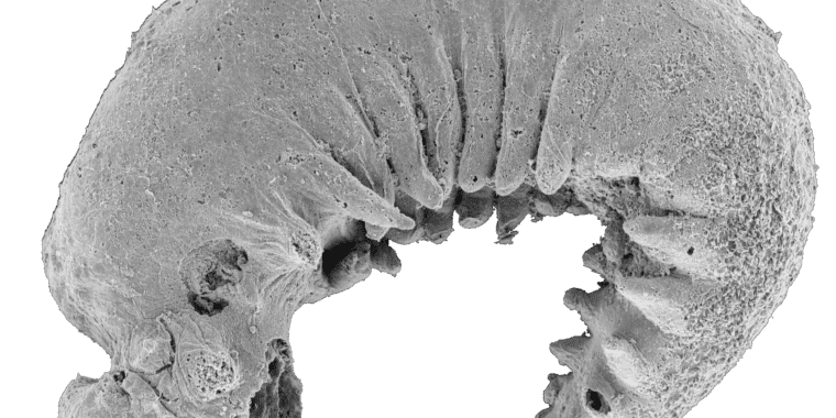 Un fossile de larve vieux de 520 millions d’années révèle les origines des arthropodes