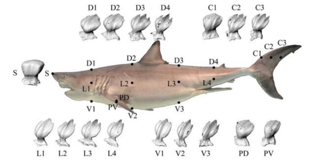 Vue latérale d'un grand requin blanc avec des emplacements d'échantillonnage de peau mis en évidence, montrant des denticules détaillés capturés par un scanner à rayons X microfocus.