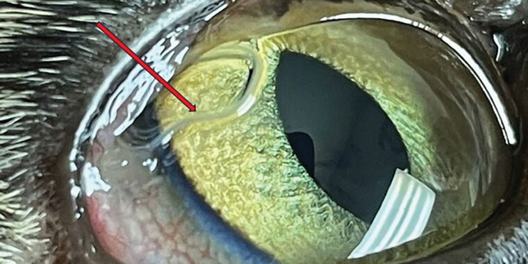 Un ver oculaire exotique envahit rapidement les États-Unis en se propageant à partir des testicules des mouches à fruits