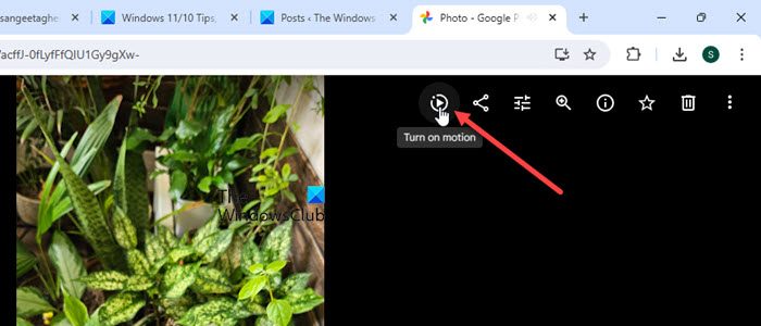 Afficher des photos animées sur PC à l'aide de l'application Web Google Photos