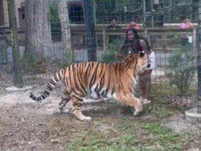 CONTES DE TIGRE : Une femme saute une clôture dans un zoo du New Jersey et tente de toucher un tigre du Bengale