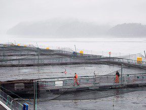 Les libéraux fédéraux ne respectent pas l’échéance promise pour le plan de transition des fermes salmonicoles