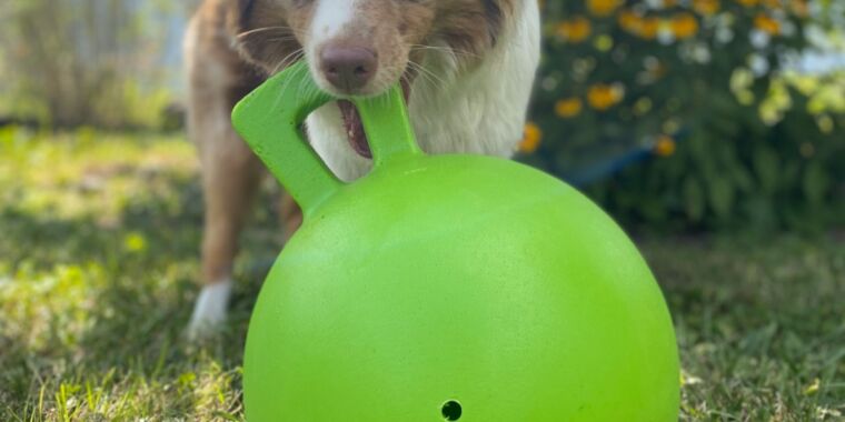 La plupart des chiens, mais pas tous, jouent à chercher la balle, alors que les chats le font plus souvent qu’on ne le pense.