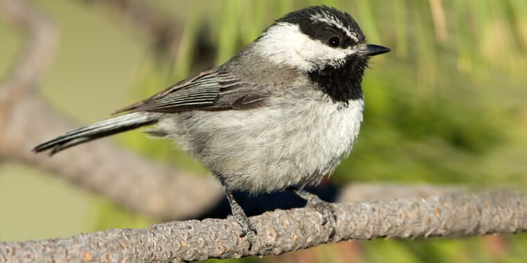 Se souvenir de la provenance de ses repas est essentiel à la survie d’un petit oiseau