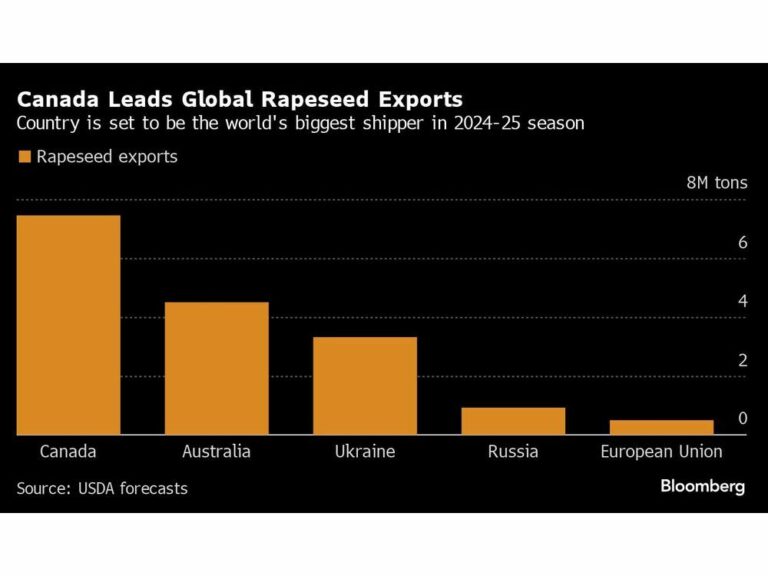 La Chine annonce une enquête sur le canola en réponse aux droits de douane imposés par le Canada sur les véhicules électriques