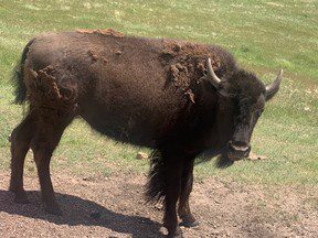 Le Dakota du Sud est l’endroit où se promènent les bisons et bien d’autres créatures adorables