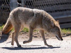 Les rangers du parc d’Edmonton tirent des balles en plastique sur des coyotes agressifs