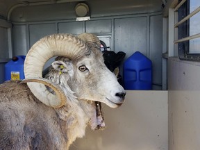 Cette photo non datée fournie par Montana Fish Wildlife and Parks montre un mouton surnommé Montana Mountain King qui faisait partie d'un projet illégal visant à créer de grandes espèces hybrides de moutons sauvages à vendre aux réserves de chasse du Texas.