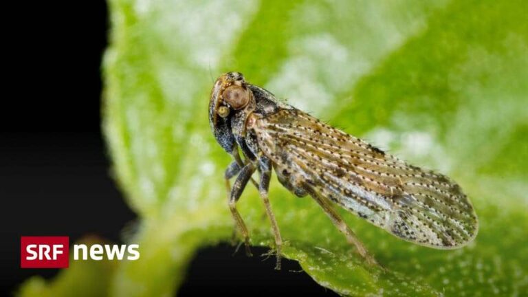 La petite cigale à ailes de verre du roseau cause des dommages aux récoltes en Suisse