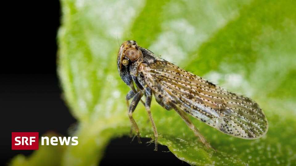 La petite cigale à ailes de verre du roseau cause des dommages aux récoltes en Suisse