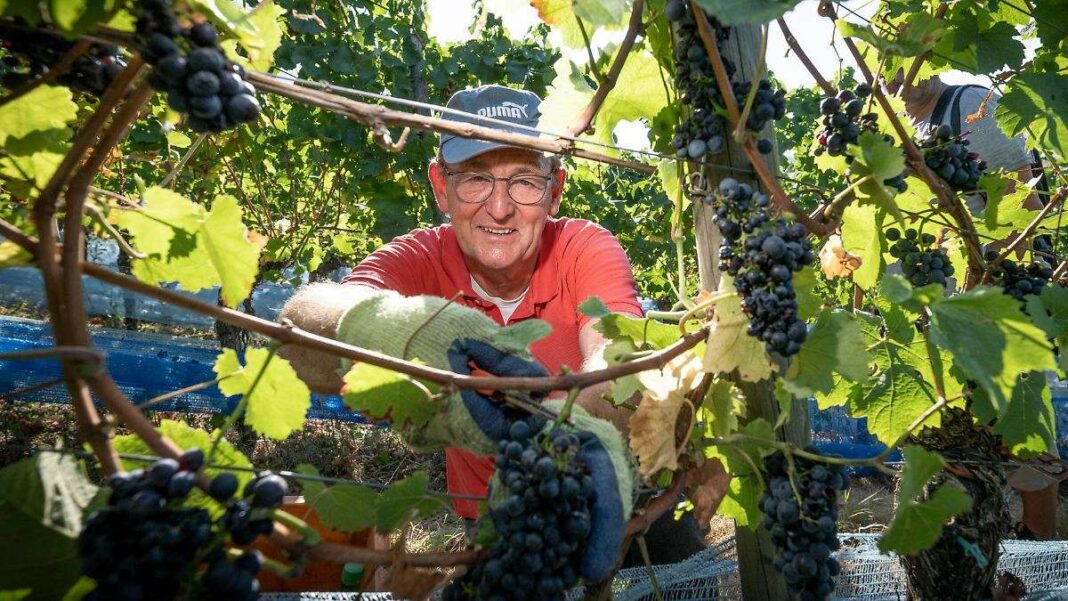 Les vignerons allemands affrontent des temps difficiles