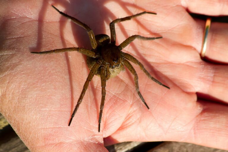 "Massive Hand-Sized Spiders Thrive in Record Breeding Year in the UK" "Des araignées géantes de la taille d'une main connaissent une année record au Royaume-Uni"