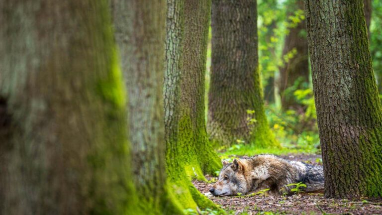 Titre : Protection du loup menacée : le Conseil de l'Europe facilite l'abattage